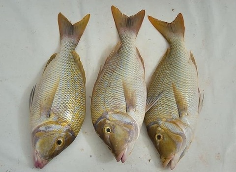 خرید ماهی سنگسر بزرگ + قیمت فروش استثنایی